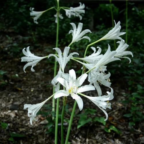 bulbos de lycoris radiata - lirio araña, Decoración de balcón con rara primavera 2pcs