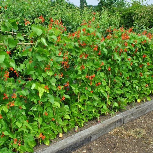 Semillas de judías verdes - exóticas Semillas de frijol, Phaseolus coccineus, plantando comprar de invierno orgánicas 50pcs