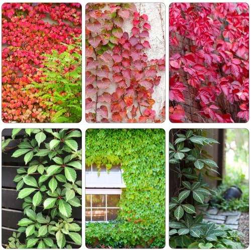 Semi Vino selvaggio Letti elevati per giardino resistenti all'aperto balcone resistenti macetero Parthenocissus tricuspidata da ufficio giardino rocce 100pcs