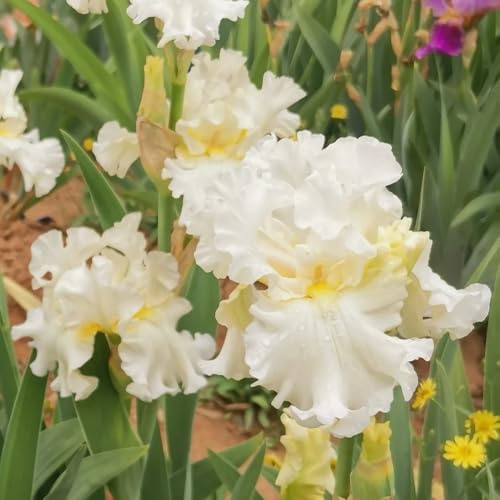 Bulbi di iris, iris, Aiule rialzate per il giardino resistenti al pieno sole bulbosi rari tappezzante e resistente da giardino 6pcs