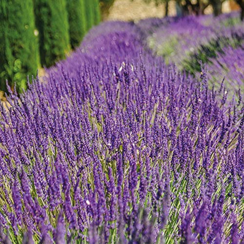 Thompson & Morgan English Lavender ‘Lavandula Munstead’ in Pots for Sale Ready to Plant Potted Garden Outdoor Plants, Evergreen Shrubs, Ideal for Pollinators, Patios, Indoor Cut Flower (1 x 9cm Pot)