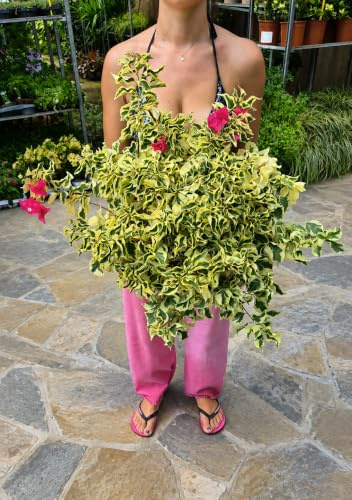 POWERS TO FLOWERS - BOUGAINVILLEA, BUGANVILLEA, VARIETA A FOGLIA VARIEGATA, CESPUGLIO VASO 28 CM DIAMETRO, pianta vera