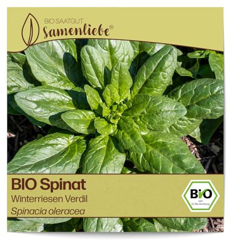 Samenliebe BIO Spinat Samen Winterriesen Verdil aromatischer Blattspinat Frühjahr Herbst und Winterspinat grün 5,1g samenfestes Gemüse Saatgut für Gewächshaus Freiland und Balkon winterhart