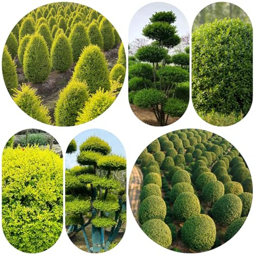 Semi di ligustro - in rialzata d'appartamento esotiche vecchie varietà interna raro decorazione giardino in vaso balcone 350pcs