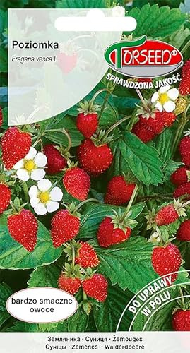 Verdica Rujana Fresa silvestre Fragaria vesca Rujana Semillas – Cultivos ricos en nutrientes, sabrosos, resistentes a las heladas y sin estribaciones, ideal para jardines templados (0,2 gramos)