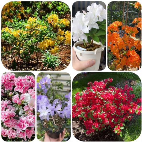 Semillas de azalea y rododendro, resistentes arbustos de rápido crecimiento, balcón, resistentes exóticas, 60pcs