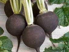 Seekay Radis Noir Espagnol Rond Environ 1200 Graines