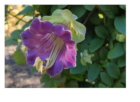 Stk - 8x Glockenwinde Blue Bells,Violet-Glockenrebe Samen Blumen Garten KS44 - Seeds & Plants Shop by Ipsa