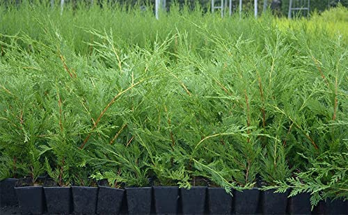 20-30-60cms Leylandii Green Hedging Conifers, P9 pots, Evergreen Hedging