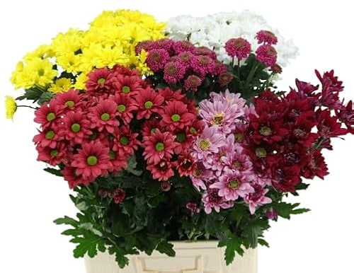 DECOALIVE - Ramo de Crisantemos - Set 100 Flores - Bouquet de Flores Frescas Naturales