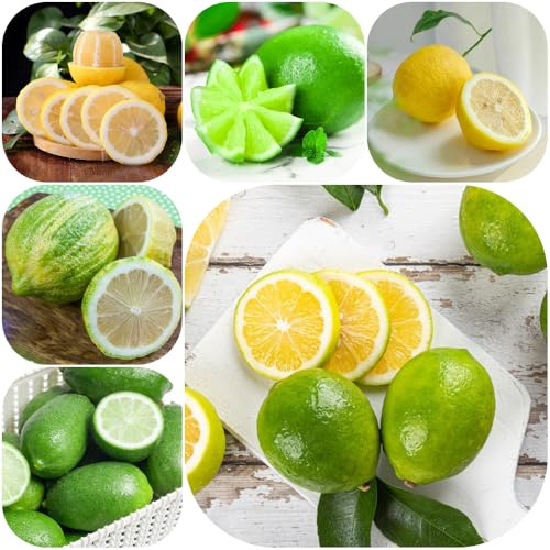 semillas de limonero -, resistentes invernaderos de balcón semillas extraño Limonero 500pcs
