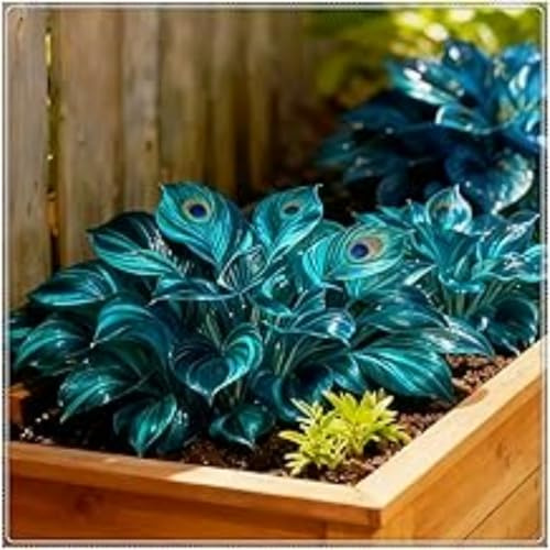 Winterharte Funkie Hosta, Schattenstaude für Den Garten, Pflegeleicht und Robust-6 Staude-d