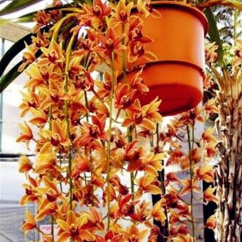 Cymbidium Orchid,perenni,Orchidea del cymbidium,Ambiente paesaggistico,Decorazione del giardino,Cymbidium Orchid vera(non fiori artificiali)-3pezzo-E