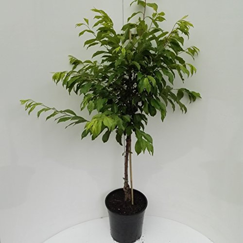 Black Amber, Japanische Pflaume Buschbaum dunkle Schale 110-140 cm 10 Liter Topf Unterlage St.Julien A