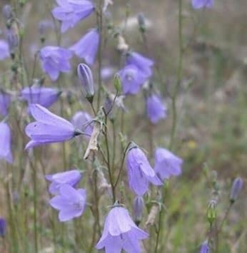 Semi Freschi - Hare - Campanula rotundifolia - 200 Semi:Seeds
