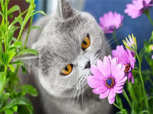 Aimaor Malen Nach Zahlen Erwachsene,Gänseblümchen-Katze Paint by Numbers Adult Bastelset Malen-Nach-Zahlen Kinder Anfänger Leinwand Kreativ Set DIY Set Malen nach Zahlen（DIY Frame） 50x65cm