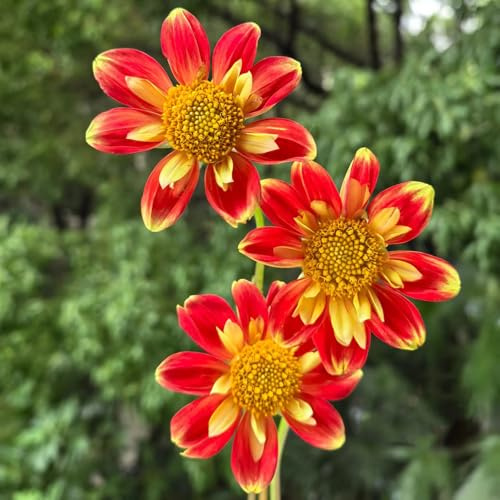 tuberi di dalia resistenti - giardino perenni tappezzante 1pcs
