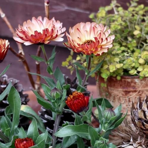 semi di calendula biologici, calendula di campo da balcone, recisi per luoghi soleggiati, balcone rampicanti resistenti, 600pcs