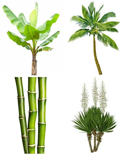 Freiland Mix - extremst frosthart - 10 Arten - 100 Samen - Palmen - Bananen - Yucca