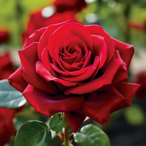 Rose Bush Live Plant, Hybrid Tea Rose Plant Live, 5-9 Inch Tall, Fragrant Flowers Tree, Well-Rooted 1 Year Old, No Pot (Red Rose)