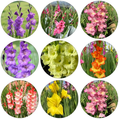 gladioli da giardino balcone serra lampadine di decorazione bonsai interni giardino balcone resistente primavera 25pcs