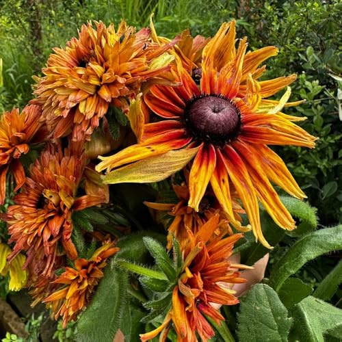 Sonnenhut, herbstpflanzen seltene Rudbeckia laciniata, stauden winterhart mehrjährig gartendeko für draußen alte sorten exotische 50Samen
