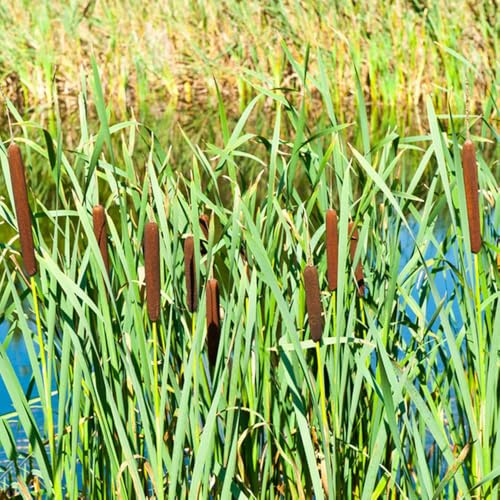 Rohrkolben, wasserpflanzen deko Typha orientalis, gartendeko für draußen seltene balkonpflanzen balkongarten balkon teichpflanzen, 400Samen