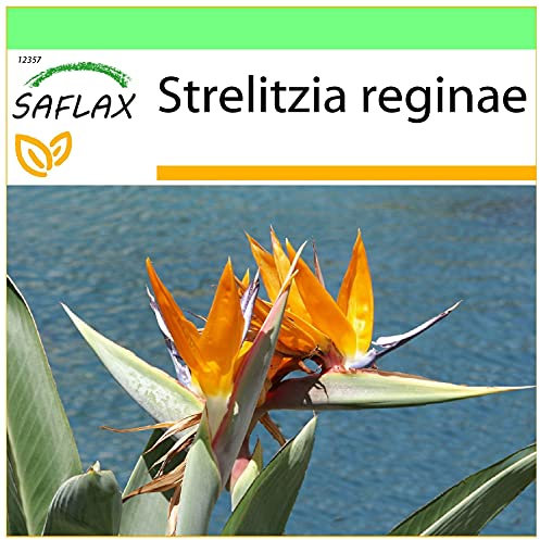 SAFLAX - Uccello del paradiso - 5 semi - Strelitzia reginae