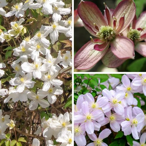 YouGarden 3 x Clematis Montana Collection - Supplied as a Set of 3 Montana Clematis in 9cm Pots