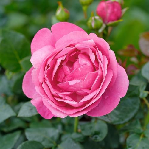 Duftende Edelrose 'Desirée®', rosa, Topf 5 Liter