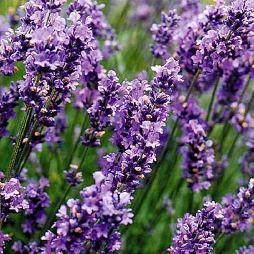 6x Lavendel 'Munstead' - Lavandula 'Munstead' - Topf 9x9cm - Duftende Staude