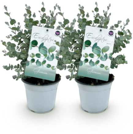 GreenboutiQ - Terrassenpflanze - Eukalyptusbaum - Eucalyptus gunni - Grau - 2 Pflanzen - Winterhart - Topf 14cm Höhe 30cm