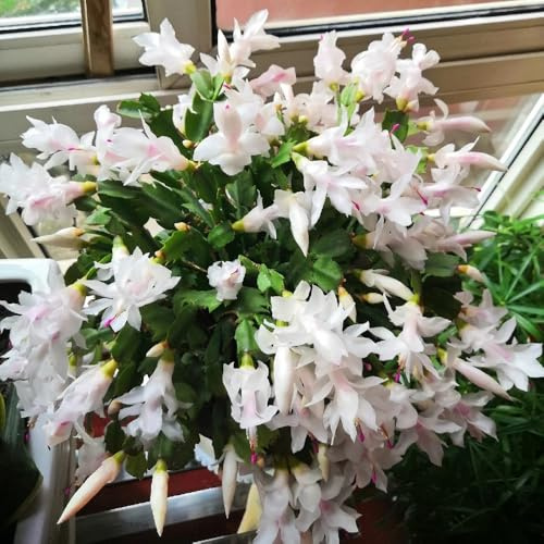 weihnachtskaktus Schlumbergera blumenwiesensaat blumendeko blumensaat balkonpflanzen frühling schnittblumen blumengarten dekopflanze exotische zimmerpflanzen dachbegrünung 550samen