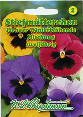 Stiefmütterchen Pirnaer Winterblühende Mischung Viola wittrockiana