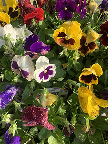 Pansy Plants, Pansy 'Delta Mix', 20 x Jumbo Plug Plant Pack, Bedding Plants, Pansies, Flowering, Garden Ready and Ready to Plant, Premium Quality Pansies