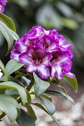 Rhododendron Hybride 'Hans Hachmann' 40–50 cm – Winterhart, Immergrün, Mehrjährig – Rhododendron – Zierstrauch für Garten & Kübel