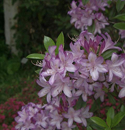 Hochstamm Azaleodendron Govenianum 60-80cm - Rhododendron Govenianum