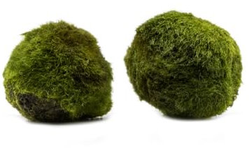 Mooskugeln (2 Stück) - Algenbälle, Aegagropila linnaei - Chladophora aegagropila, tolle Wasserpflanze für Urzeitkrebs Becken und Aquarium, anspruchslos, dekorativ und langsam wachsend