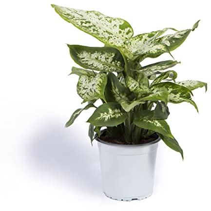 Cool Green - Planta Natural Interior - Caña muda