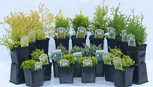 18 Mixed Dwarf Conifers in 9CM Pots Evergreen Borders