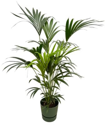 Trendyplants - Kentia-Palme inklusive elho Greenville Rund grün - 160 cm - Ø30cm