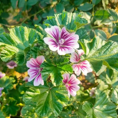 800 pezzi semi di malva perenne - da giardino, semi per decorazione balconi, balcone resistenti malva