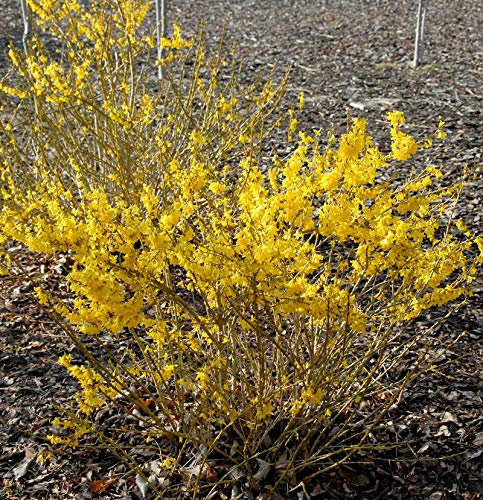 Forsythie Melee dOr 30-40cm - Forsythia - lebende Gartenpflanze aus den Baumschulen