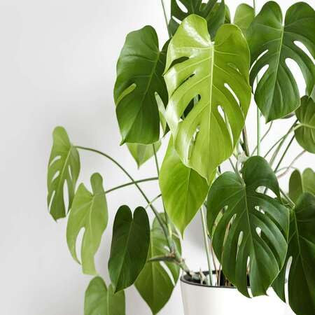 100pcs of Monstera Plant Seeds