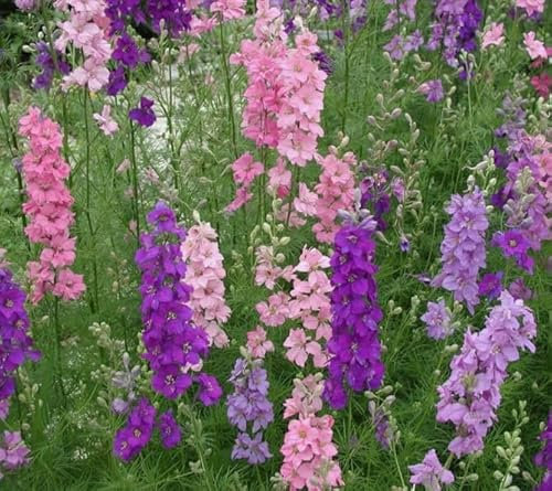 1 Pack of 300 SEEEDS Larkspur Crown Blend Mixed