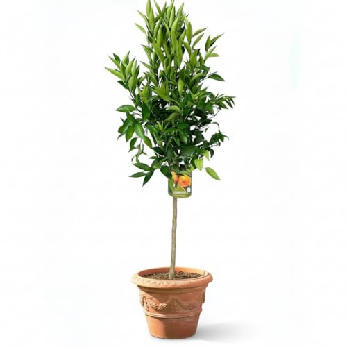 Garden Center Shop | Mandarino Clementino Copa M26 | Árbol Cítrico Frutal en Maceta | Follaje Perennifolio y Frutos Dulces | Ideal Huertos Urbanos y Terrazas Mediterráneas
