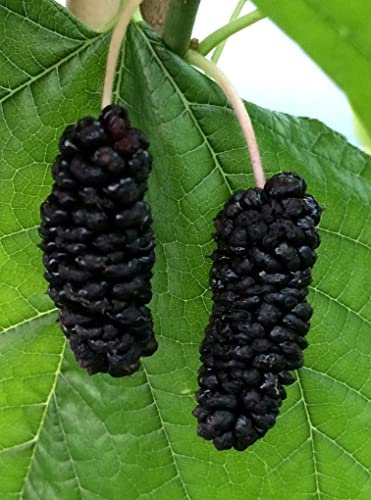 Kultur-Maulbeere Illinois Everbearing Baum ca. 200 cm. Maulbeeren. Dut. Шелковица