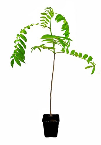 Seedeo® Kaukasische Flügelnuss (Pterocarya fraxinifolia) ca. 50 cm - 70 cm