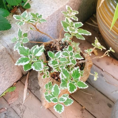 semillas de plectranthus resistentes en plectranthus ornamentales decoración silvestres balcón resistentes para el jardín cubierta 20pcs