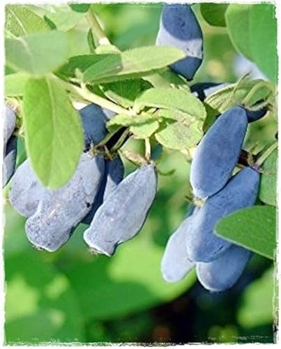 Planta de Arándano Siberiano LONICERA KAMTSCHATICA 'FIALKA' en maceta Ø 17 cm h. 50/60 cm